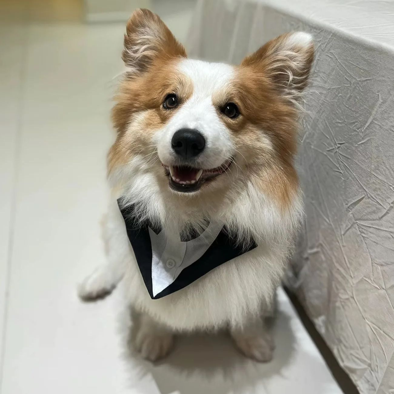 Suitsupply Wedding Tuxedo - Vêtements pour chiens : Costume de